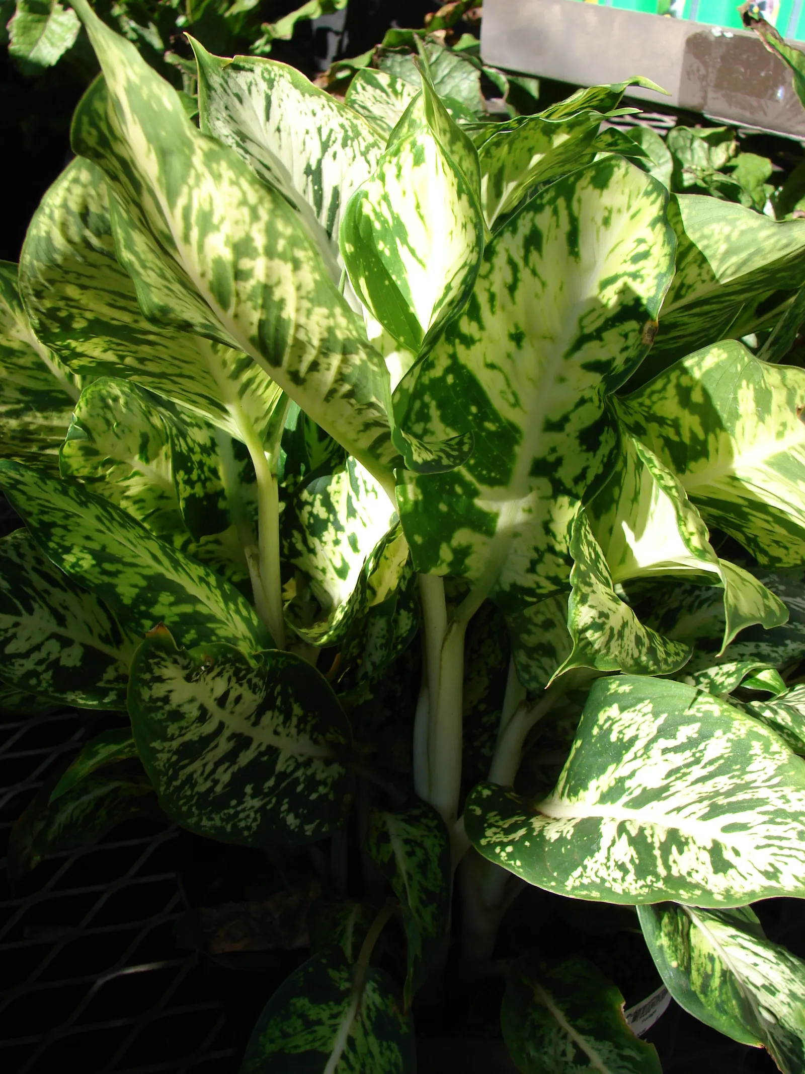 Dieffenbachia, Dumb Cane (Dieffenbachia Amoena) — indirect light but also tolerating lower light levels; thrives in well-draining soil and regular misting