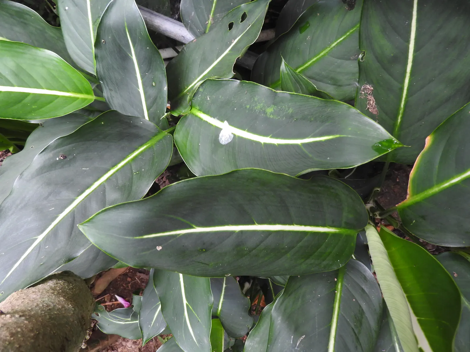 Dieffenbachia, Dumb Cane (Dieffenbachia Amoena) — elongated and often cream or white with green edges and can grow up to 18 inches long; it can, image 59