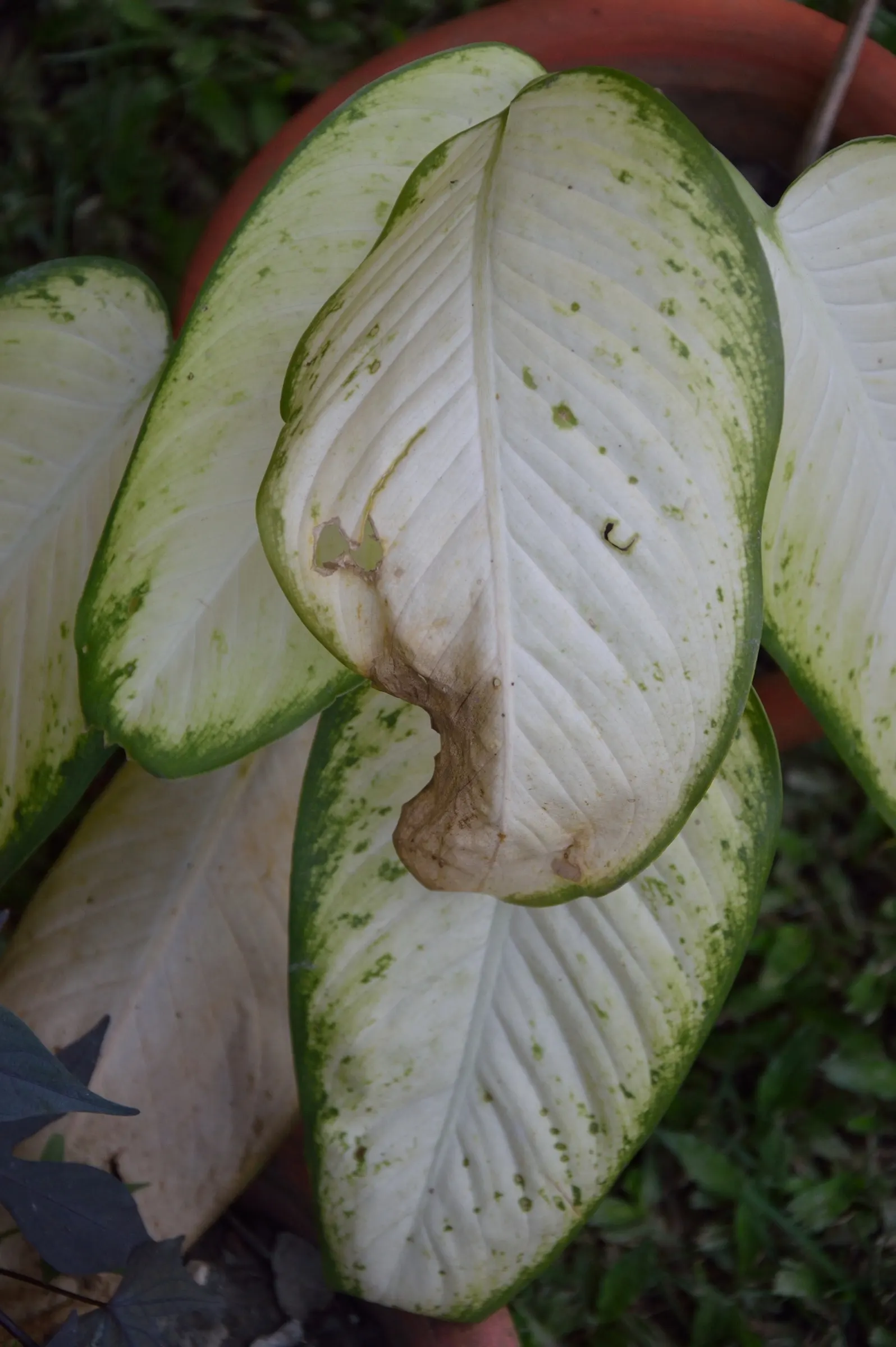 Dieffenbachia, Dumb Cane (Dieffenbachia Amoena) — perennial for half or shade; just ensure there is sufficient room for the plant to grow, image 69