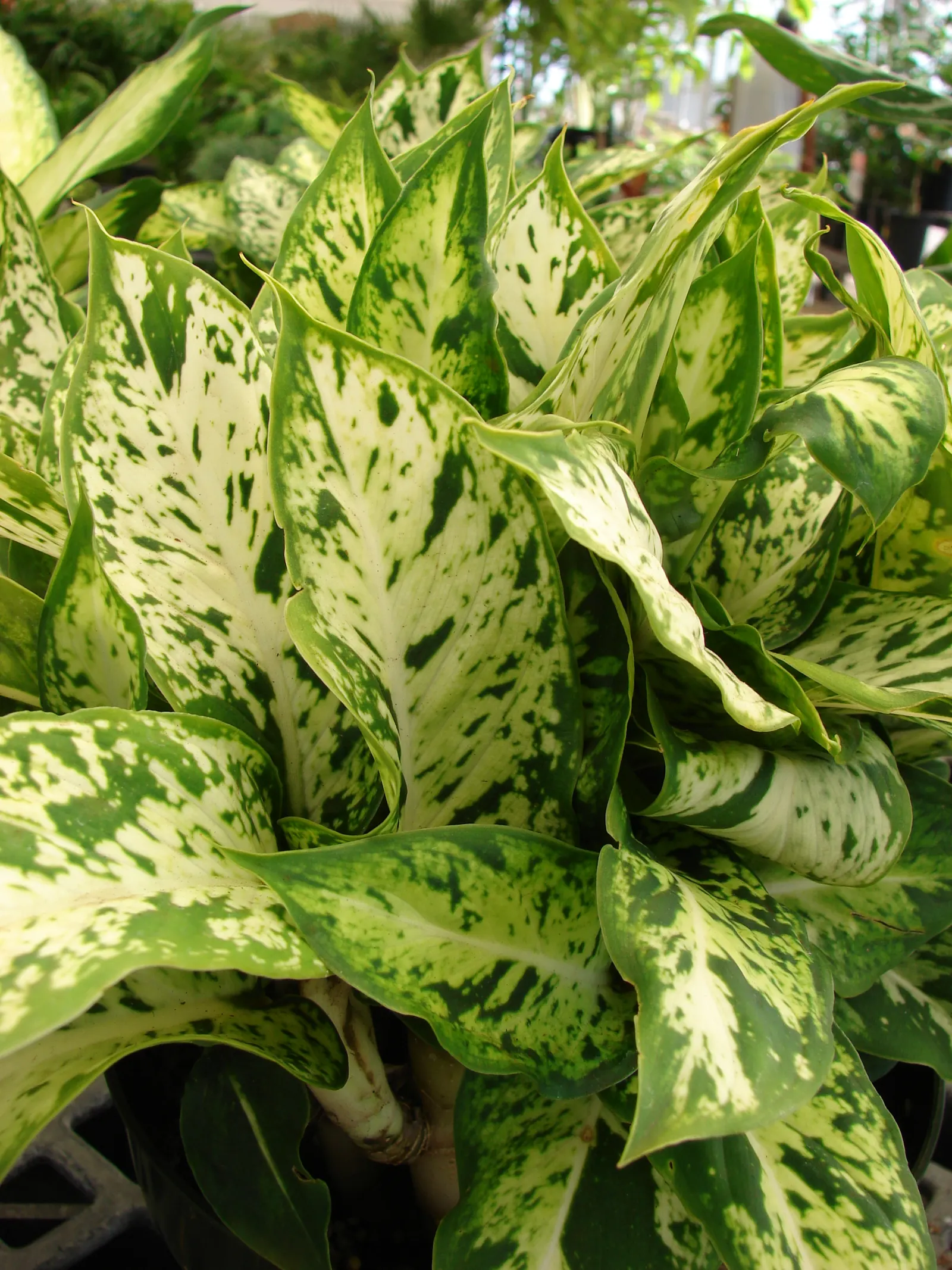 Dieffenbachia, Dumb Cane (Dieffenbachia Amoena) — both in terms of height and spread; keep soil moderately moist