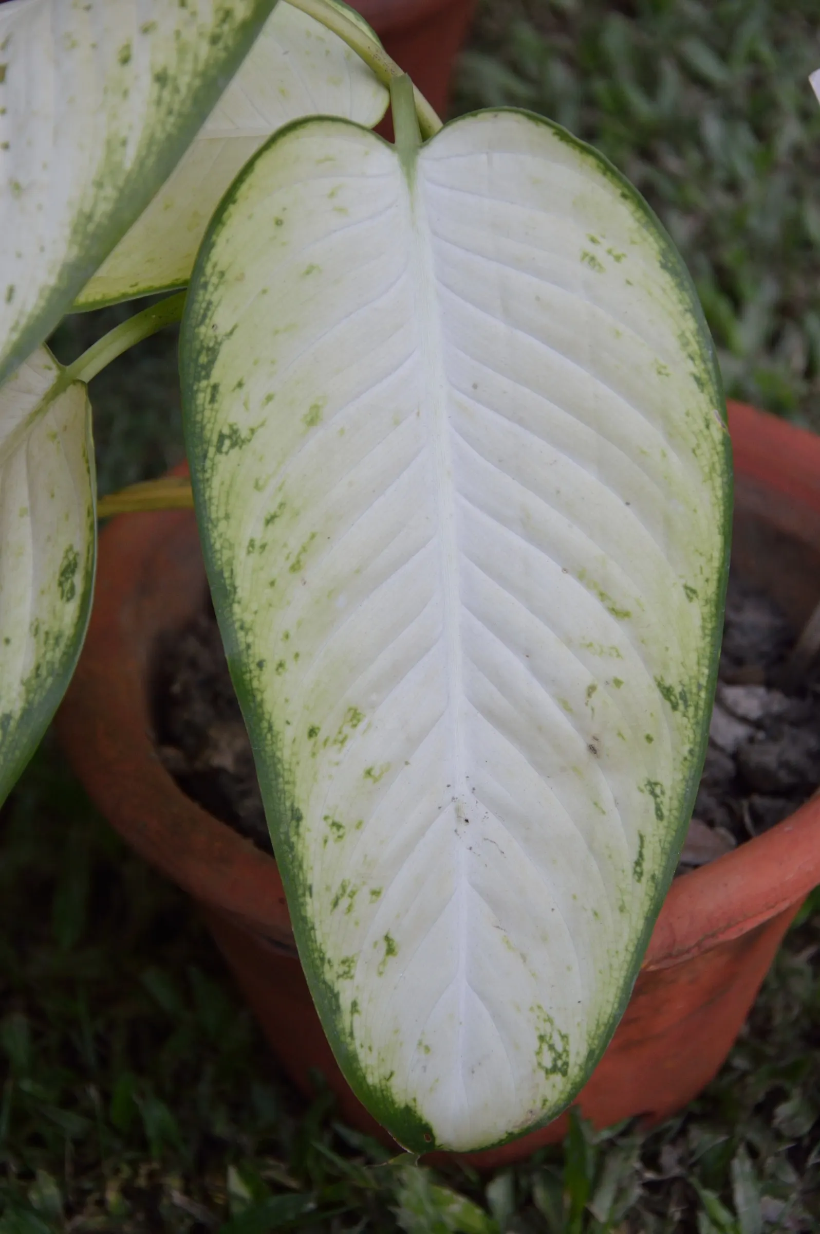Dieffenbachia, Dumb Cane (Dieffenbachia Amoena) — tropical perennial best suited for indoor shade or low-light areas; indirect light but also, image 71
