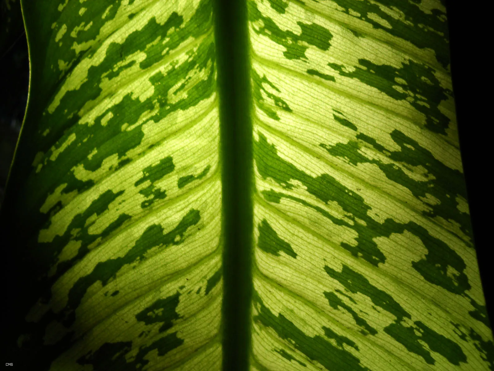 Dieffenbachia, Dumb Cane (Dieffenbachia Amoena) — Just ensure there is sufficient room for the plant to grow; when planning its position within the garden