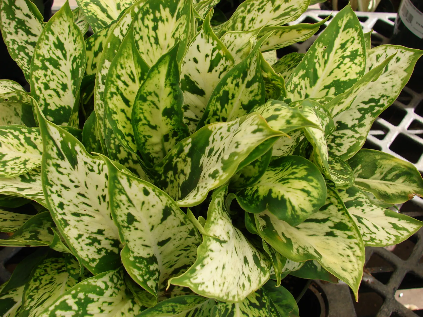 Dieffenbachia, Dumb Cane (Dieffenbachia Amoena) — when planning its position within the garden design; elongated and often cream or white with, image 91
