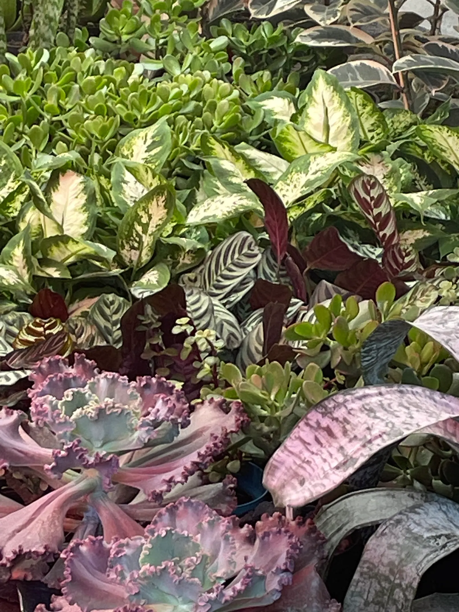 Dieffenbachia, Dumb Cane (Dieffenbachia Amoena) — Keep soil moderately moist; which can irritate the skin and mucous membranes and are toxic if, image 75