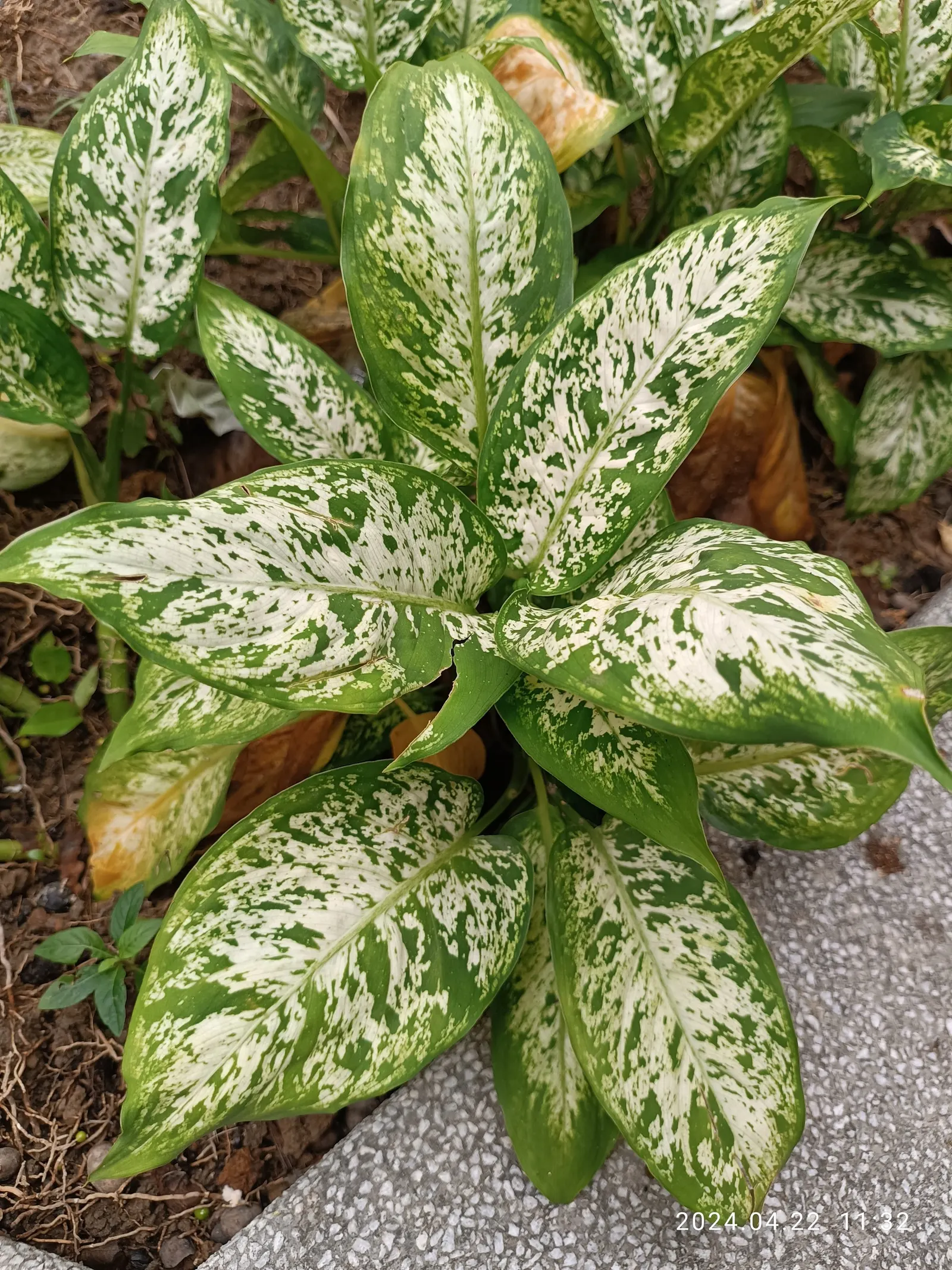 Dieffenbachia, Dumb Cane (Dieffenbachia Amoena) — both in terms of height and spread; keep soil moderately moist, image 67