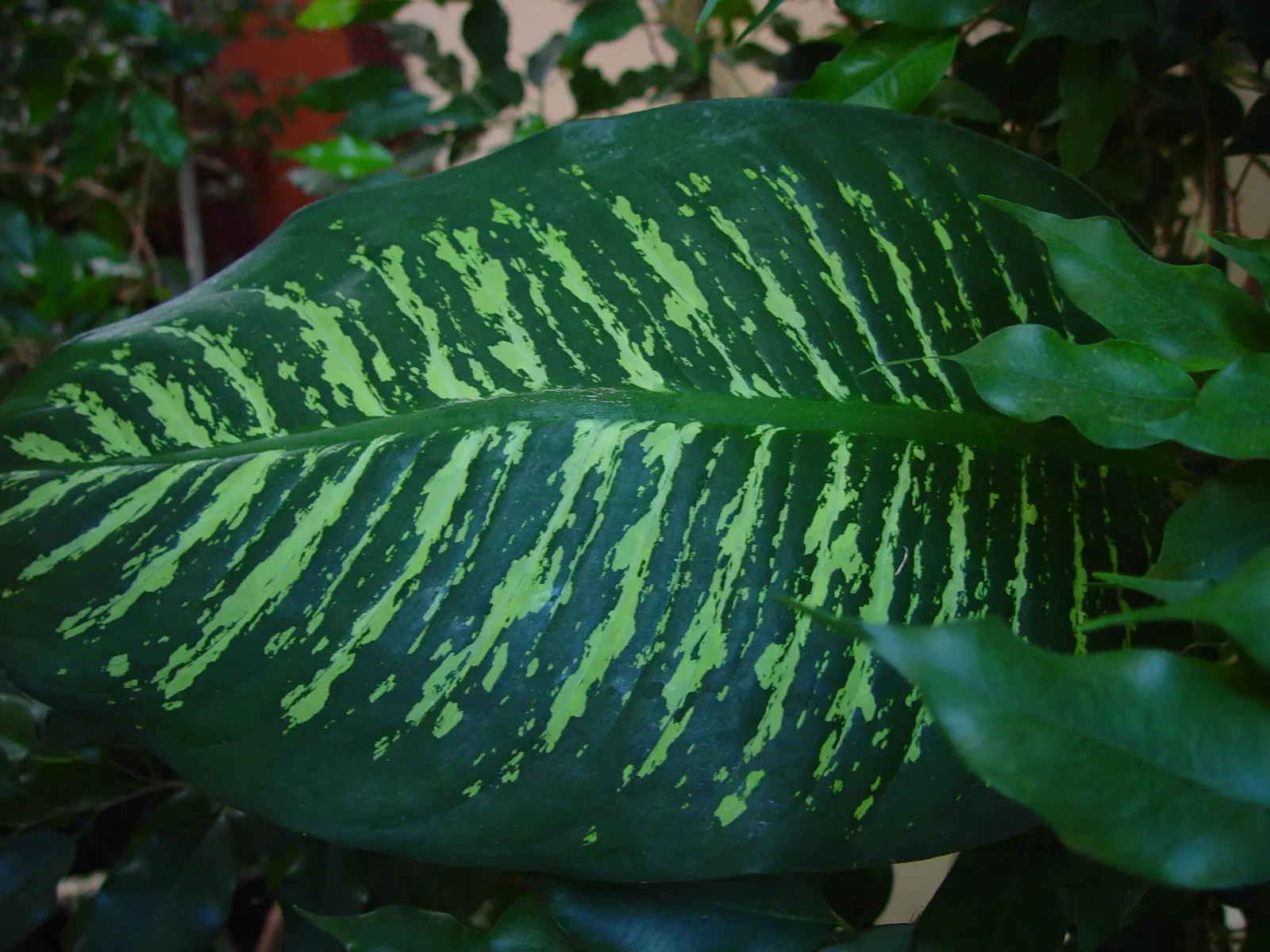 Dieffenbachia, Dumb Cane (Dieffenbachia Amoena) — It boasts broad, variegated leaves with a blend of white and green, reaching heights of 3-5 ft