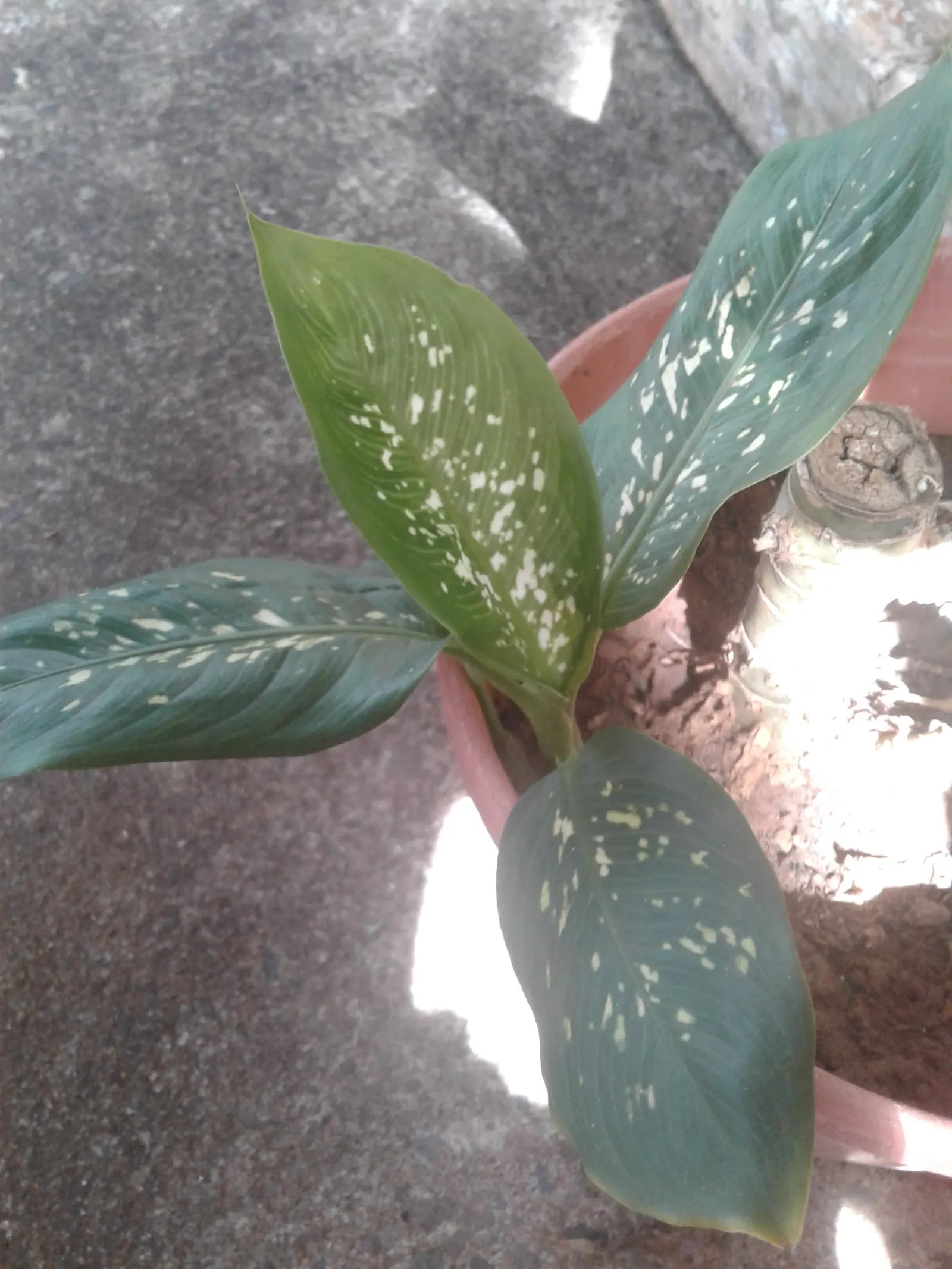 Dieffenbachia, Dumb Cane (Dieffenbachia Amoena) — Keep soil moderately moist; which can irritate the skin and mucous membranes and are toxic if ingested