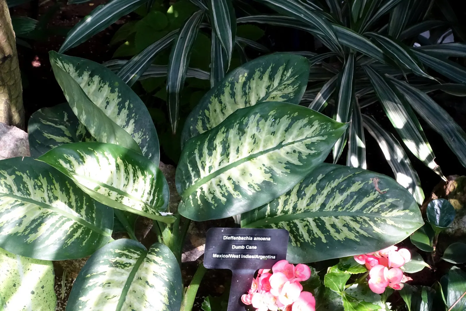 Dieffenbachia, Dumb Cane (Dieffenbachia Amoena) — It can fill in understory spaces and thrive alongside ferns and other shade-loving plants; depending on
