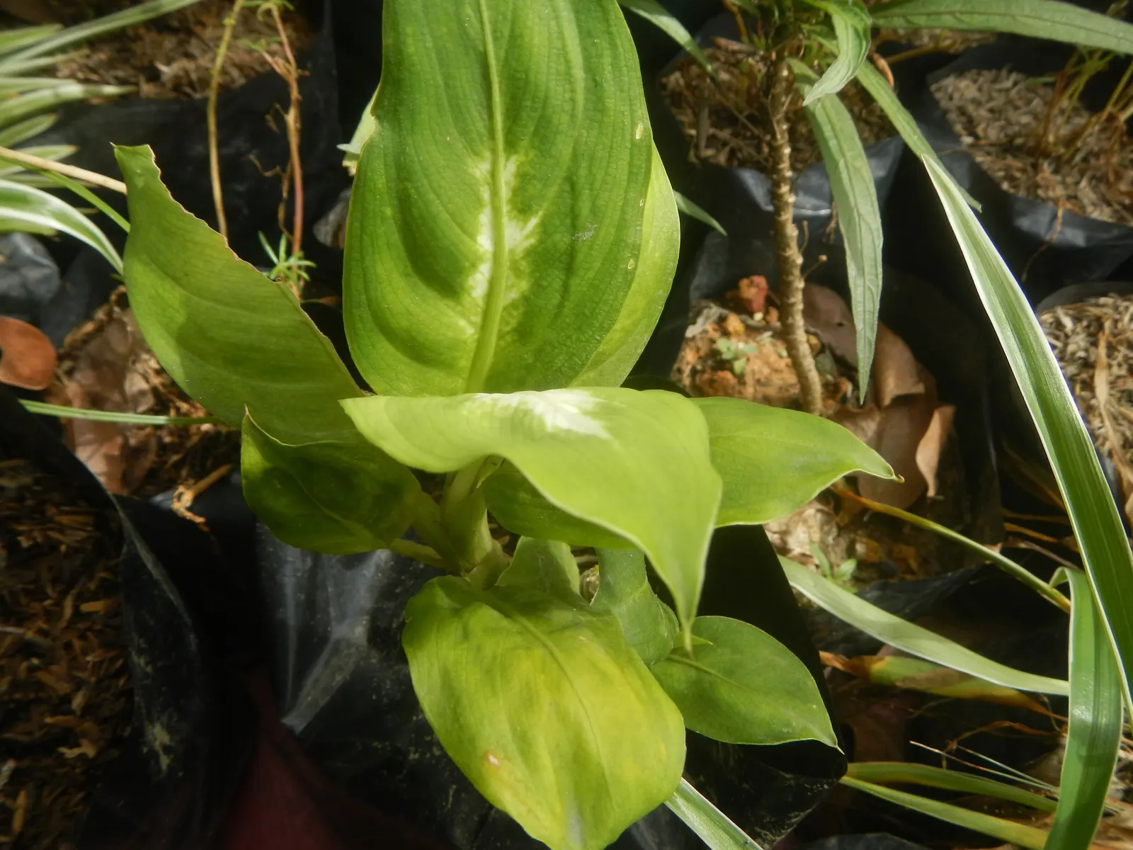 Dieffenbachia, Dumb Cane (Dieffenbachia Amoena) — depending on environmental conditions; the plant thrives in a variety of lighting conditions, image 61