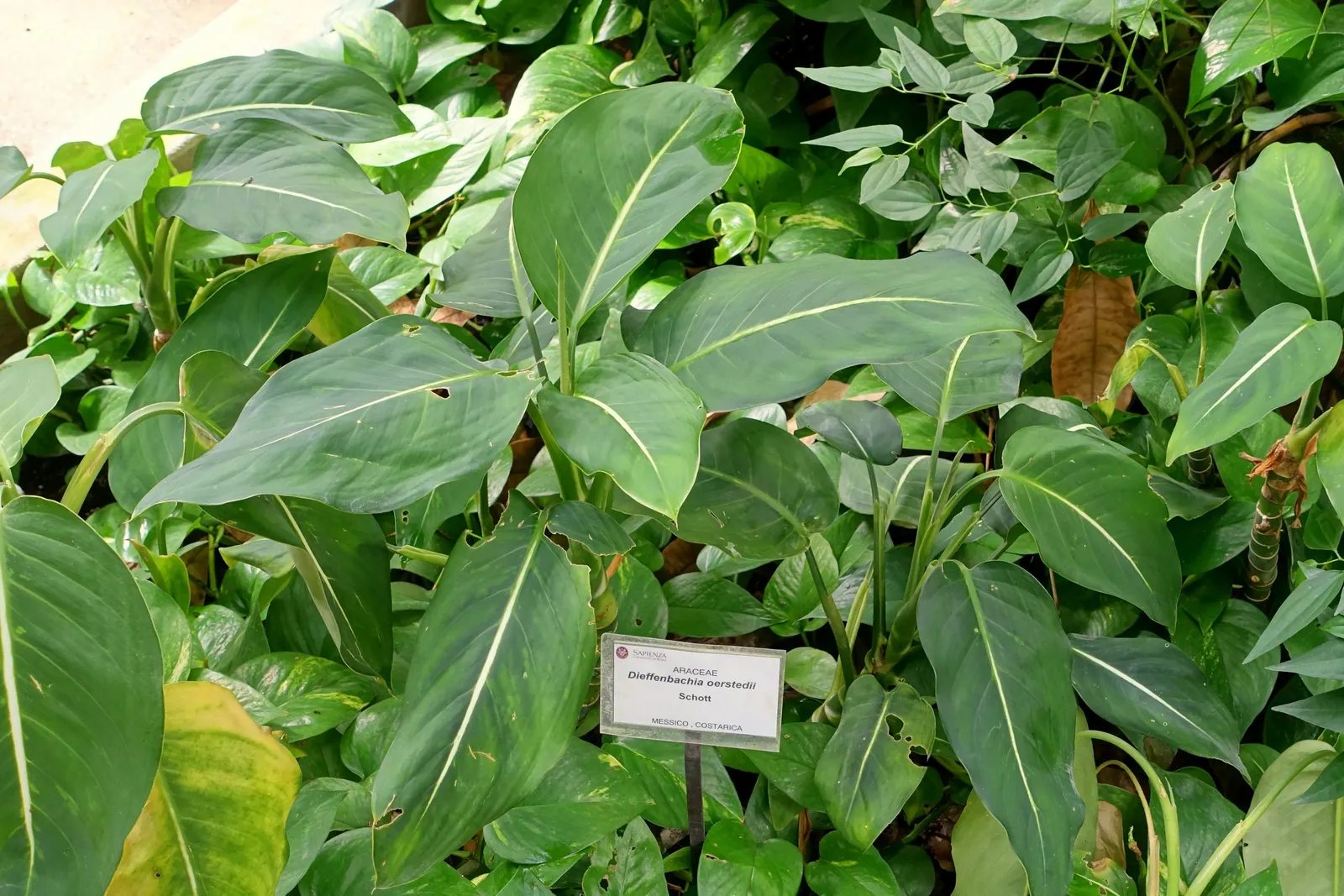 Dieffenbachia, Dumb Cane (Dieffenbachia Amoena) — When designing your landscape, image 81