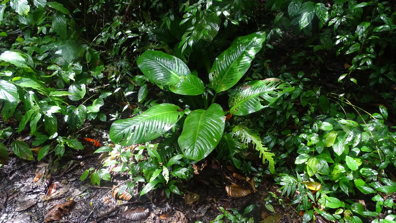 Dieffenbachia, Dumb Cane (Dieffenbachia Amoena) — tropical perennial best suited for indoor shade or low-light areas