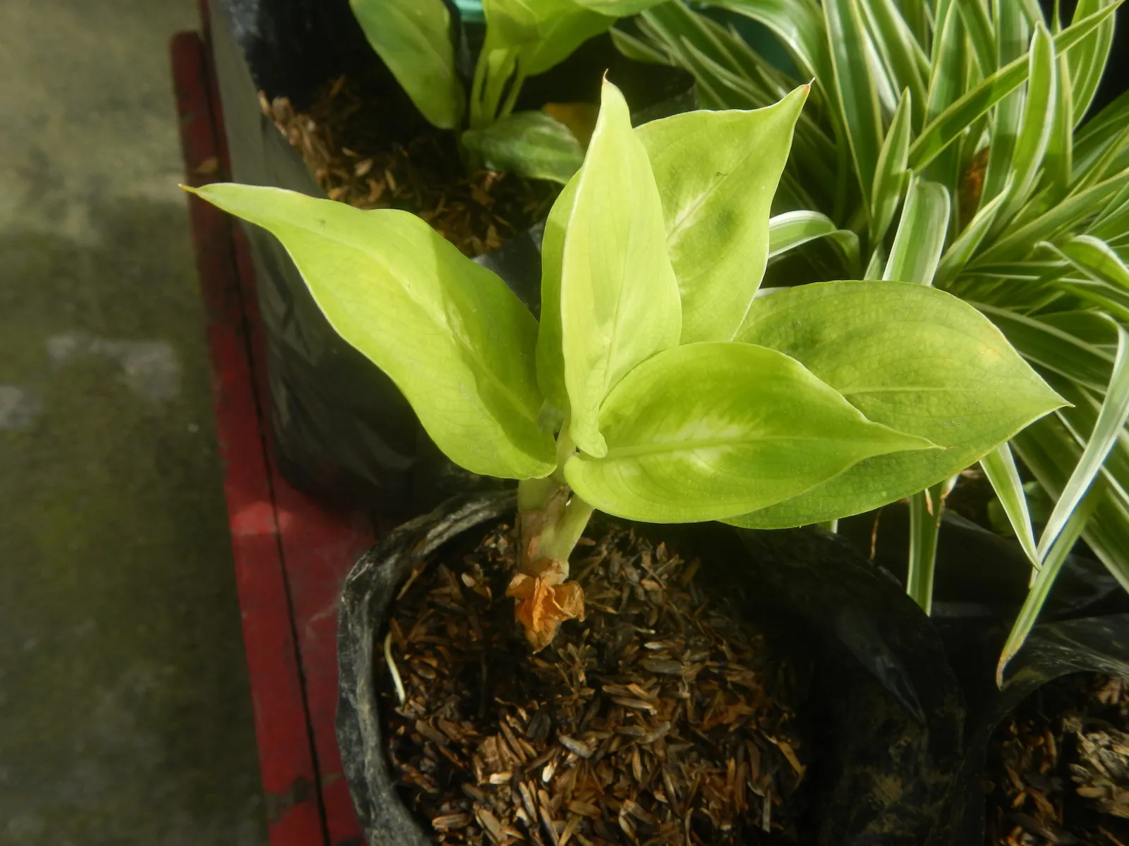 Dieffenbachia, Dumb Cane (Dieffenbachia Amoena) — which can irritate the skin and mucous membranes and are toxic if ingested; care should be taken around pets