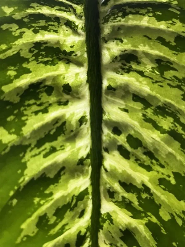 Dieffenbachia, Dumb Cane (Dieffenbachia Amoena) — depending on environmental conditions; the plant thrives in a variety of lighting conditions