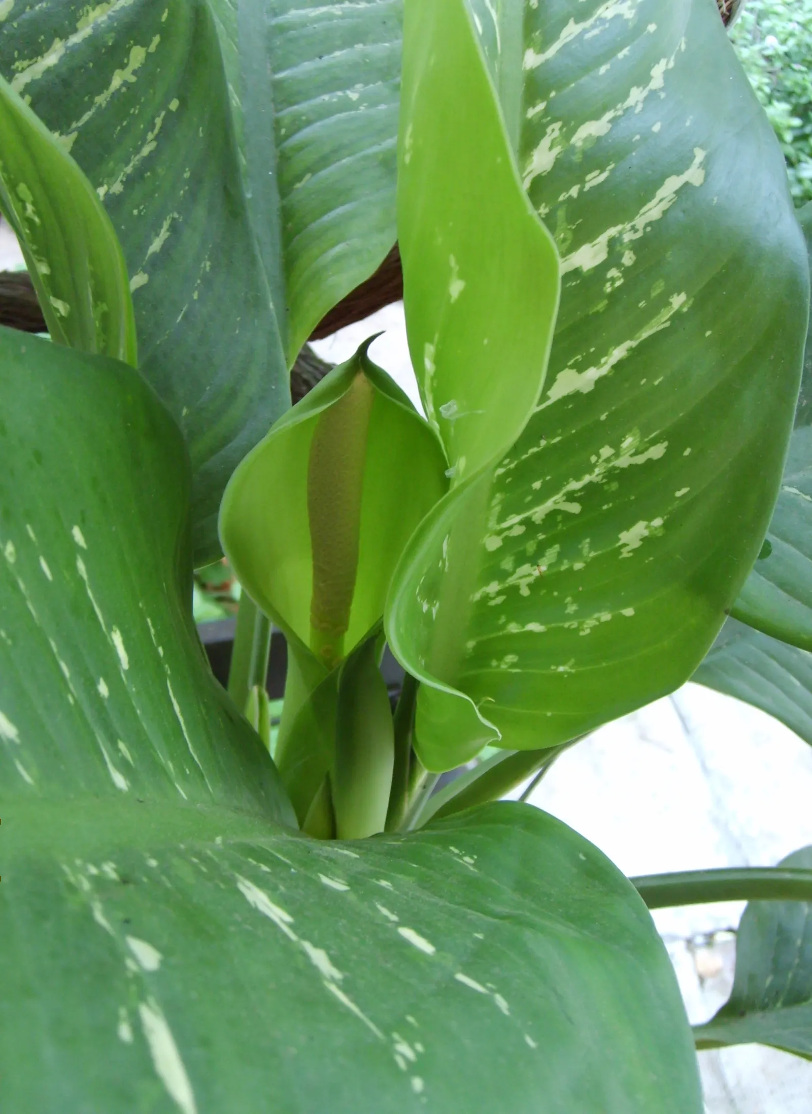 Dieffenbachia, Dumb Cane (Dieffenbachia Amoena) — It boasts broad, variegated leaves with a blend of white and green, reaching heights of 3-5 ft, image 49