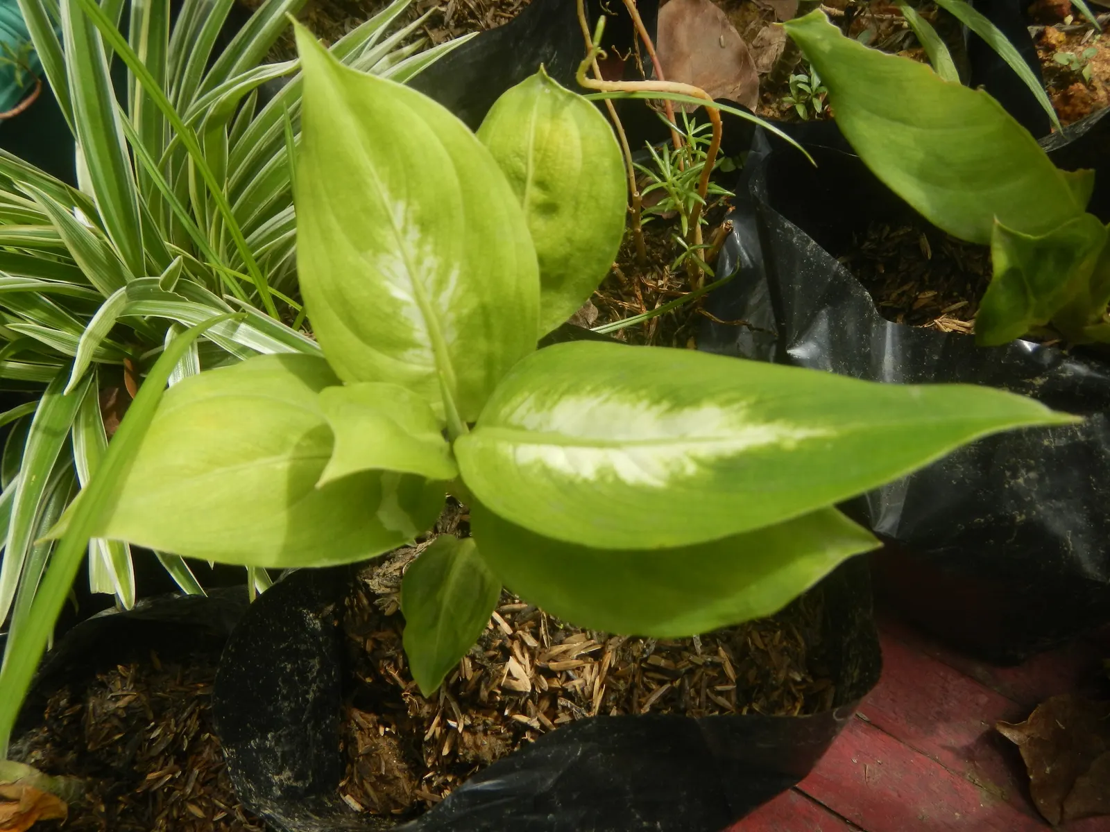 Dieffenbachia, Dumb Cane (Dieffenbachia Amoena) — indirect light but also tolerating lower light levels; thrives in well-draining soil and regular, image 57