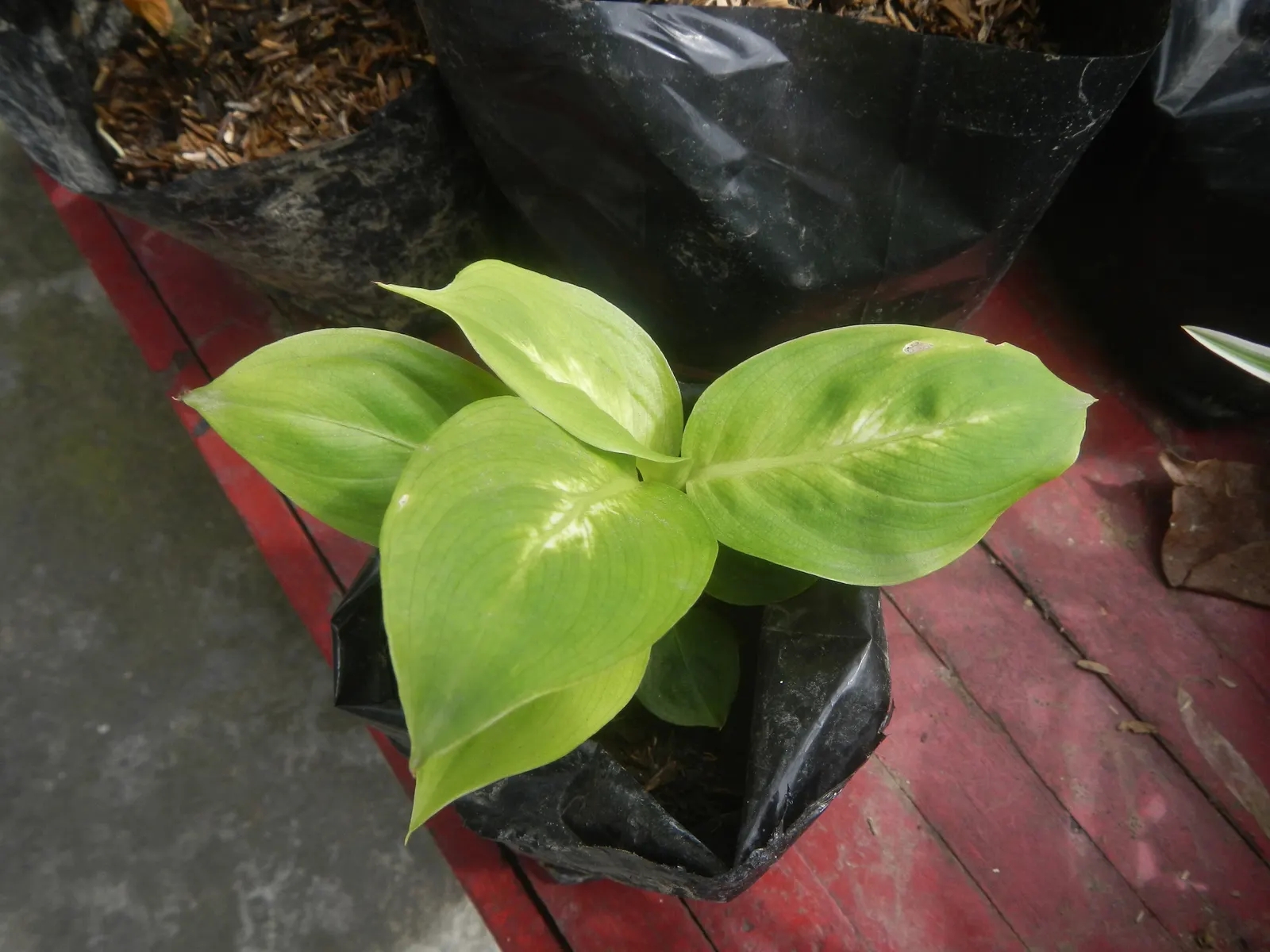 Dieffenbachia, Dumb Cane (Dieffenbachia Amoena) — tropical perennial best suited for indoor shade or low-light areas; indirect light but also, image 48