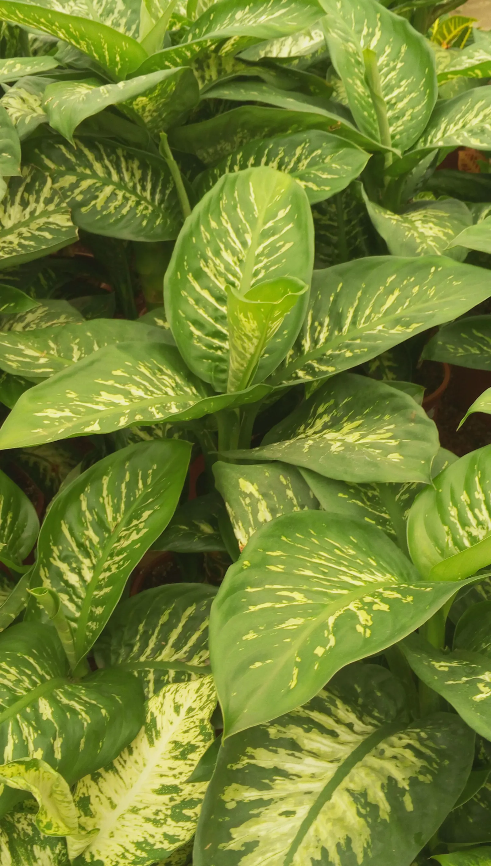 Dieffenbachia, Dumb Cane (Dieffenbachia Amoena) — Keep soil moderately moist; which can irritate the skin and mucous membranes and are toxic if, image 52