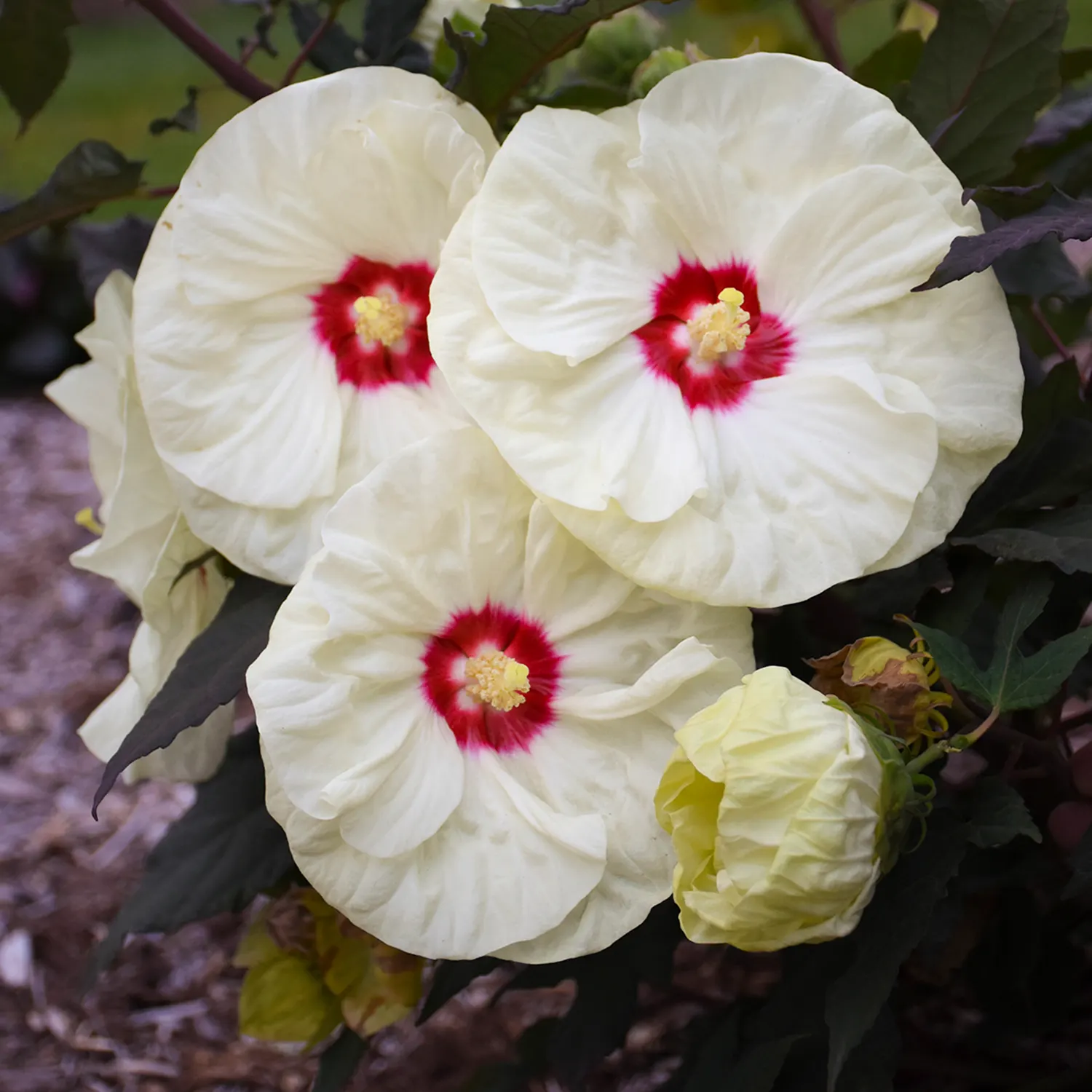 'French Vanilla' Rose Mallow (Hibiscus hybrid) — often softening toward white in heat