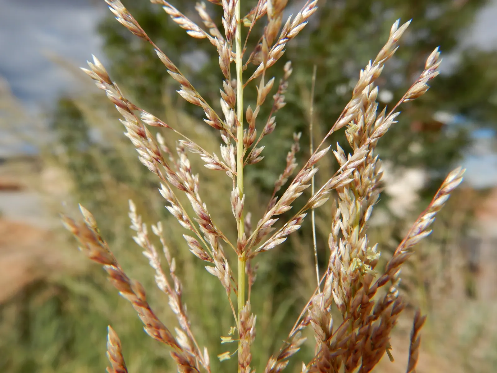 Windbreaker Giant Sacaton Grass (Sporobolus Wrightii) — and excellent for erosion control and as a privacy screen