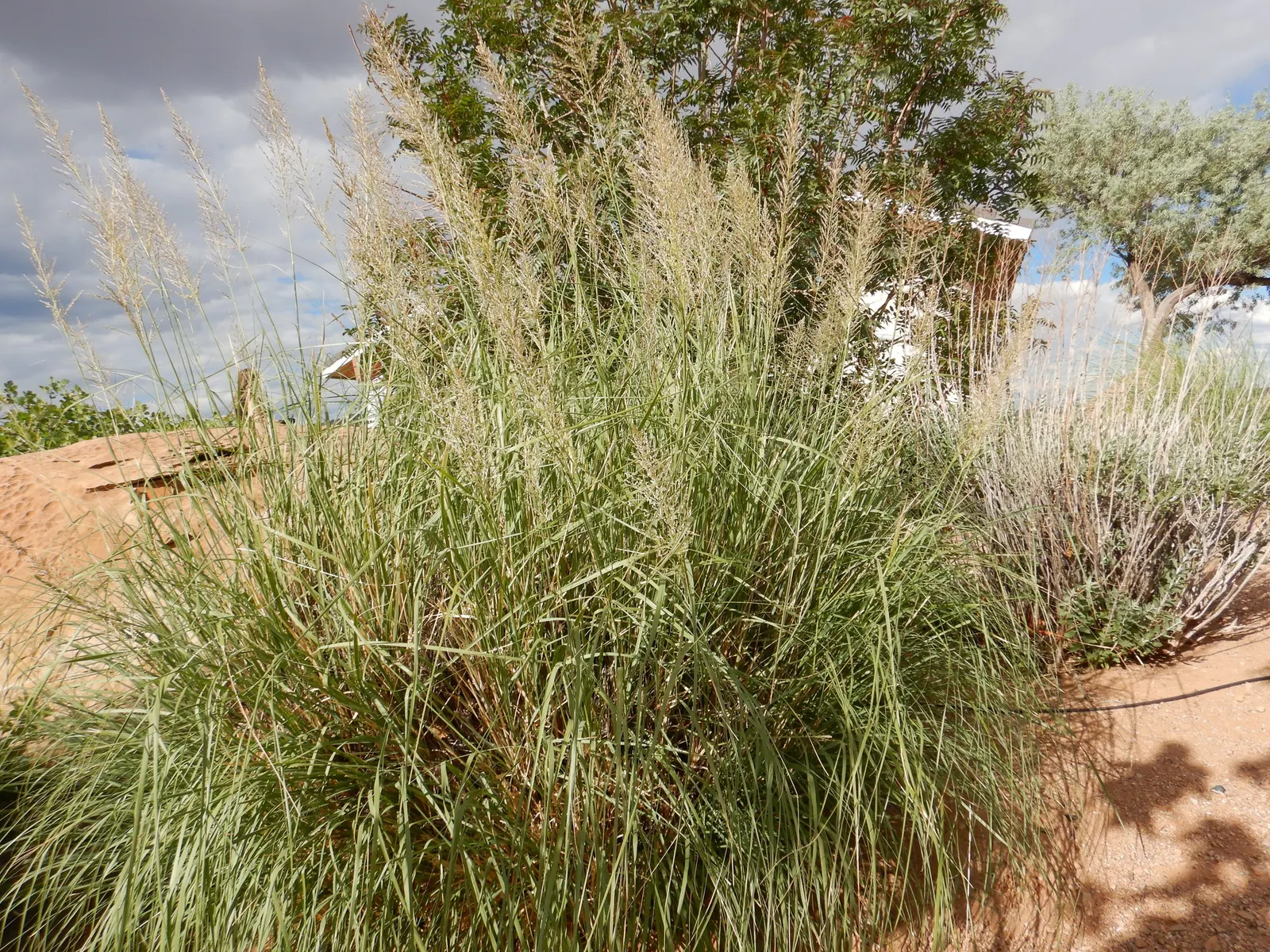Windbreaker Giant Sacaton Grass (Sporobolus Wrightii) — adaptable to various soils