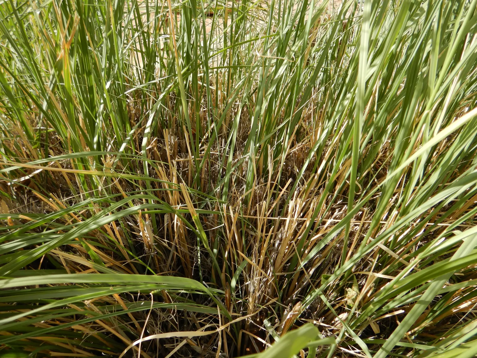 Windbreaker Giant Sacaton Grass (Sporobolus Wrightii) — Its fine-textured, blue-green foliage forms dense, flowing clumps