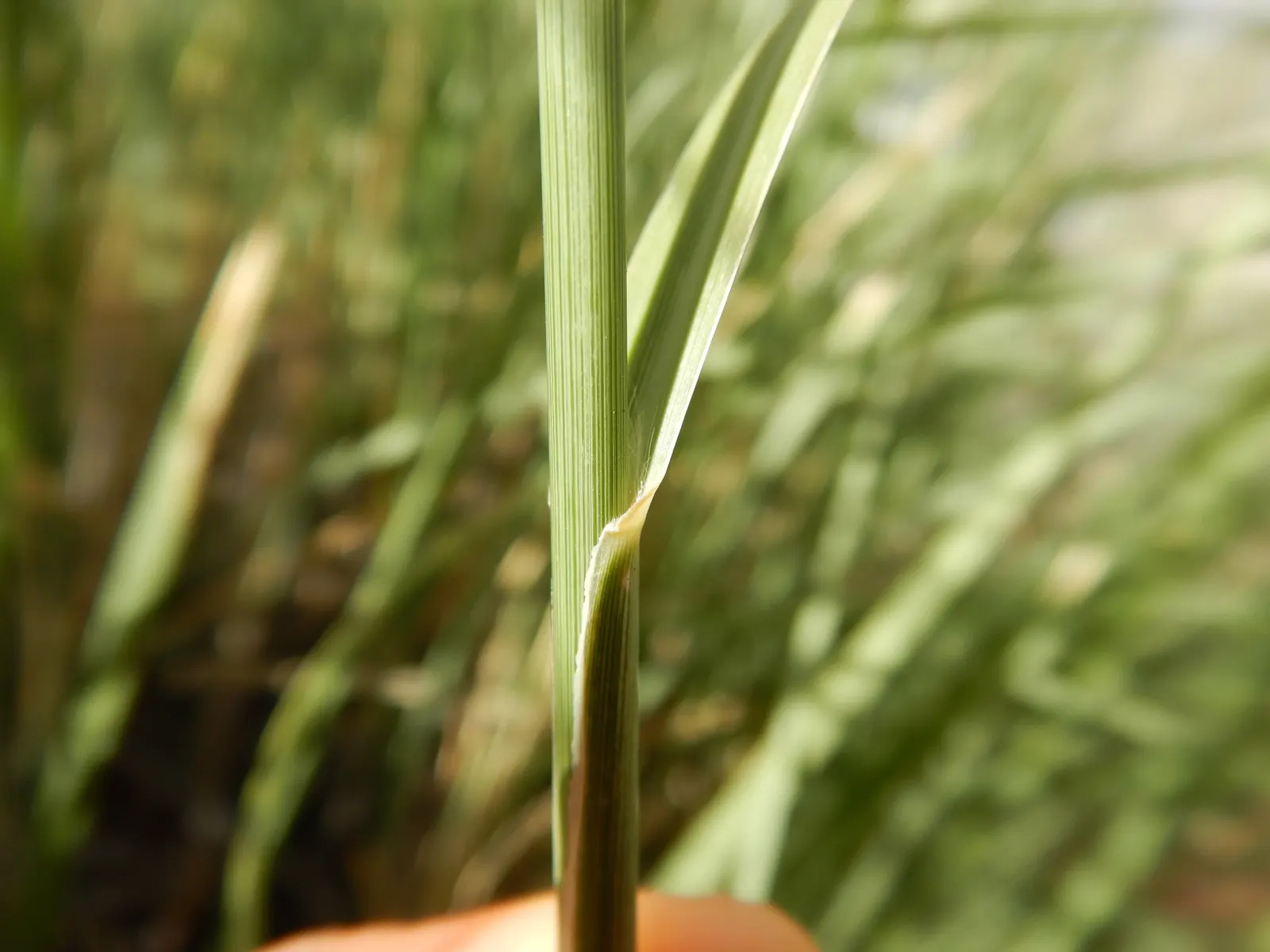 Windbreaker Giant Sacaton Grass (Sporobolus Wrightii) — Thriving in USDA zones 5-9