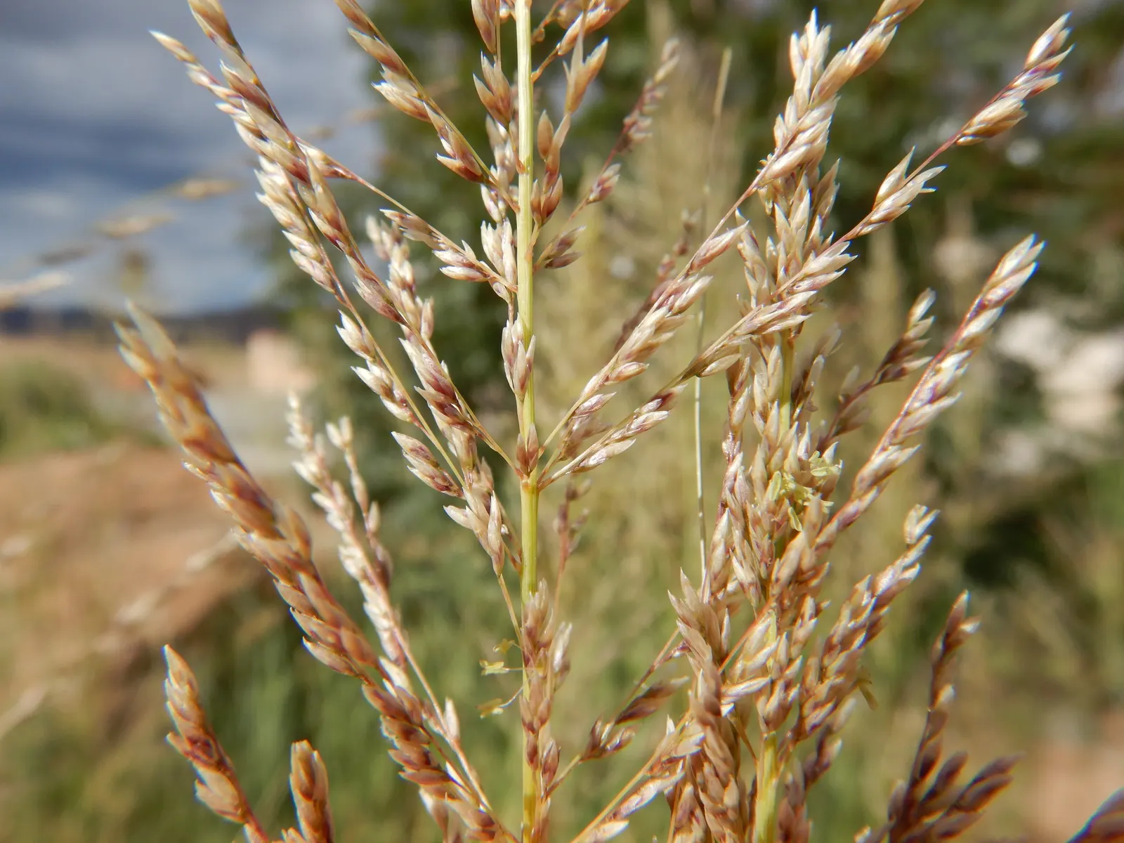 Windbreaker Giant Sacaton Grass (Sporobolus Wrightii) — or Windbreaker Giant Sacaton
