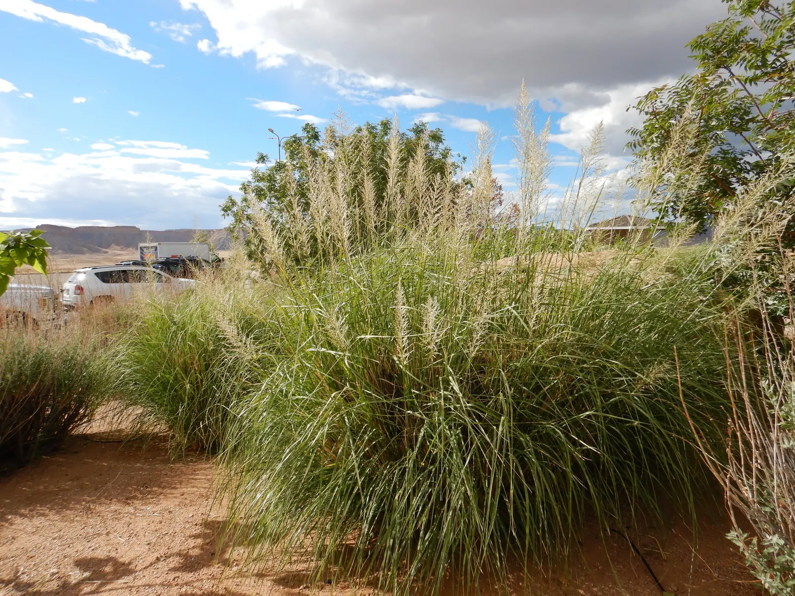 Windbreaker Giant Sacaton Grass (Sporobolus Wrightii) — In late summer to fall, airy, reddish-tan inflorescences rise above the foliage, adding movement and