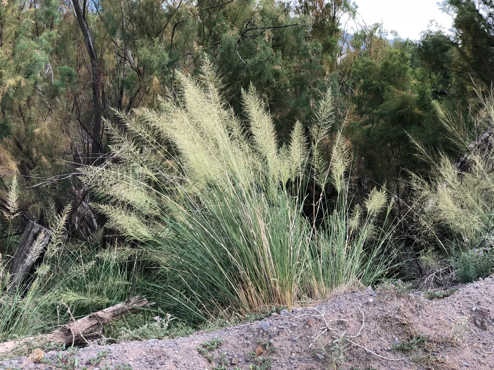 Windbreaker Giant Sacaton Grass (Sporobolus Wrightii) — is a robust ornamental grass reaching up to 7ft tall with a spread of 3-5ft