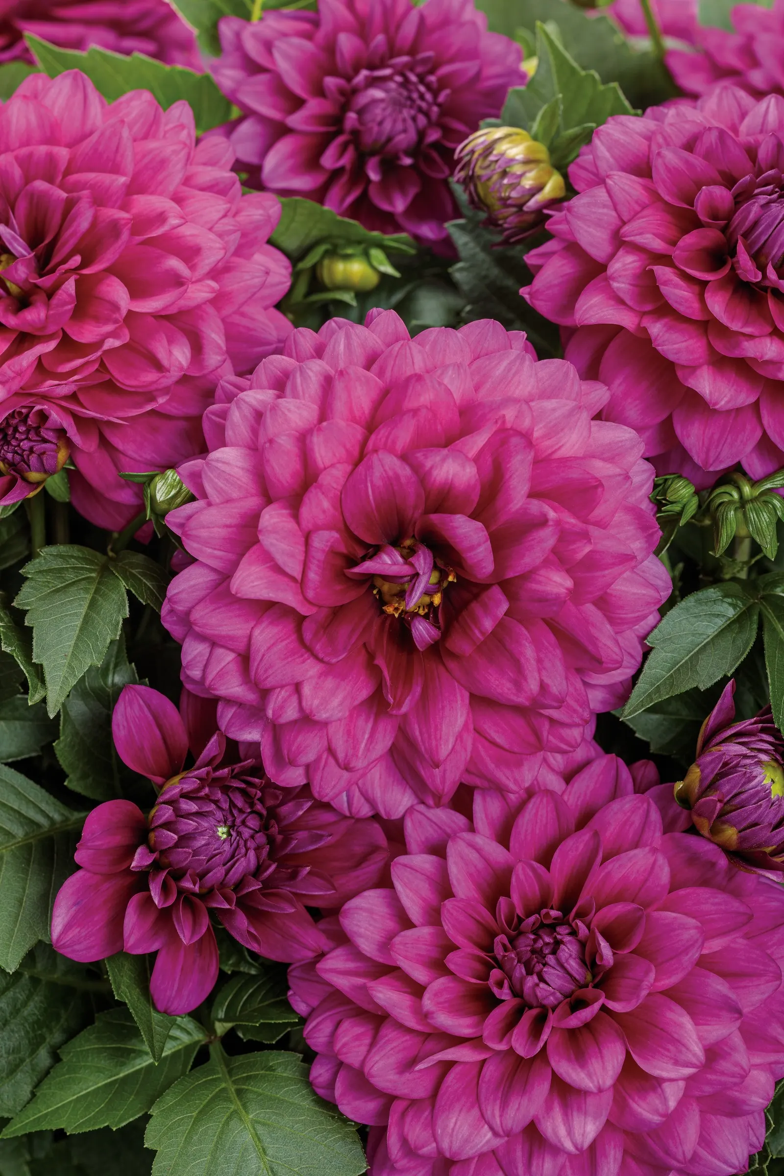 Vibrant Violet™ Dahlia (Dahlia variabilis) — double violet-purple blooms above dense dark green foliage; hardy in USDA Zones 9a-10b