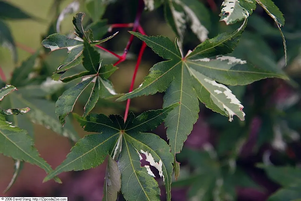 Japanese Maple (Acer Palmatum 'Shindeshojo') — known for its vibrant red spring foliage