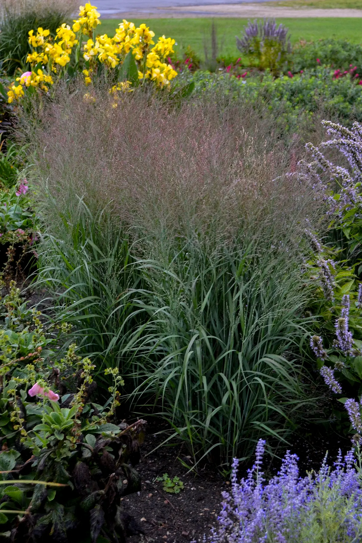 'Apache Rose' Switch Grass (Panicum virgatum) — Proven Winners - Prairie Winds® 'Apache Rose' - Switch Grass - Panicum virgatum pink tan rose plant details