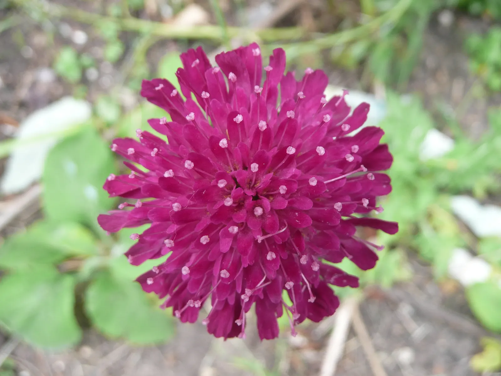 Crimson Scabious (Knautia Macedonica) — The Crimson Scabious is excellent for naturalized areas