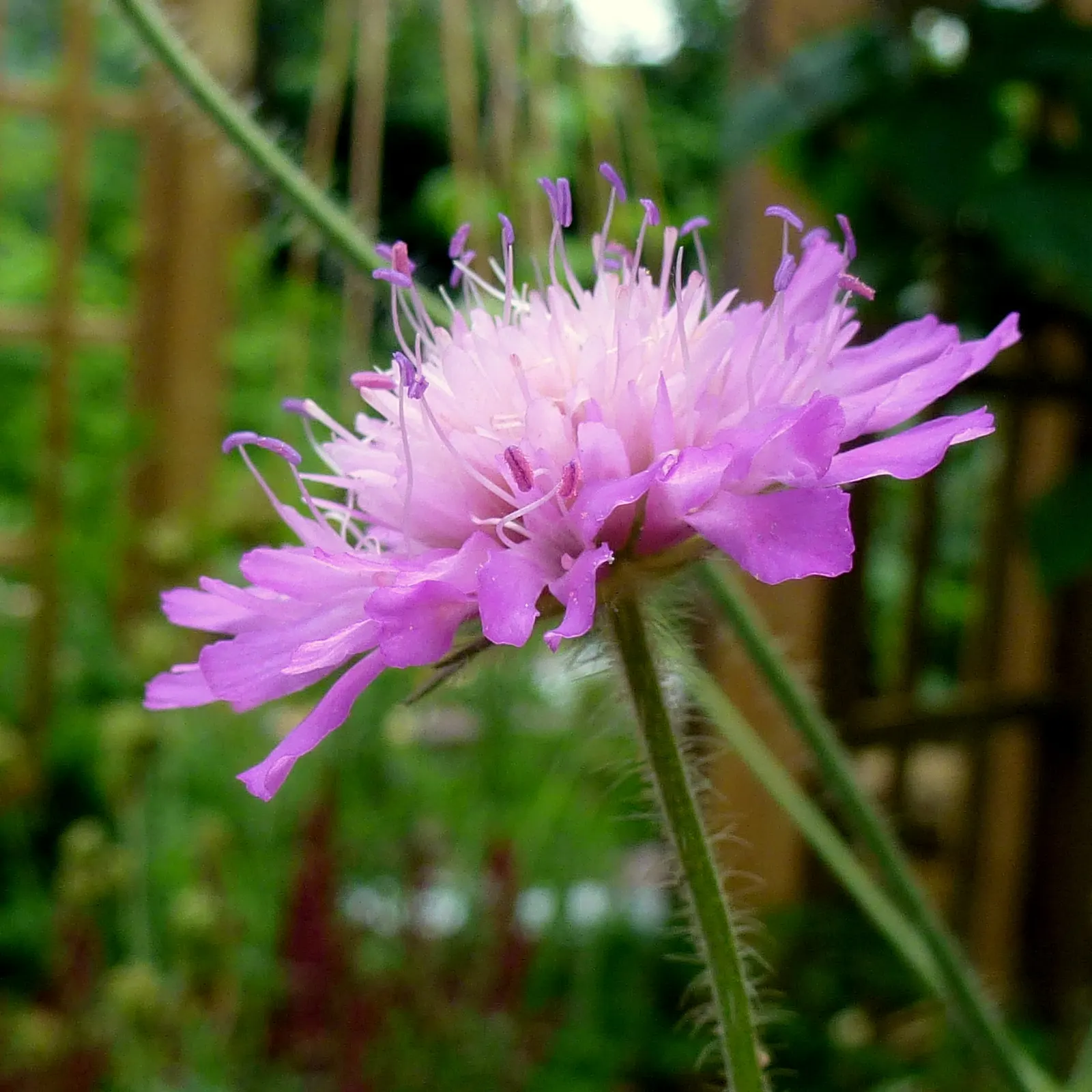 Crimson Scabious (Knautia Macedonica) — this plant requires moderate water
