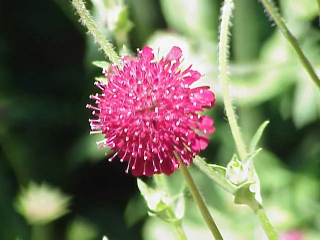 Crimson Scabious (Knautia Macedonica) — the Crimson Scabious rises to a height of 18 to 24 inches with a spread of 12 to 18 inches