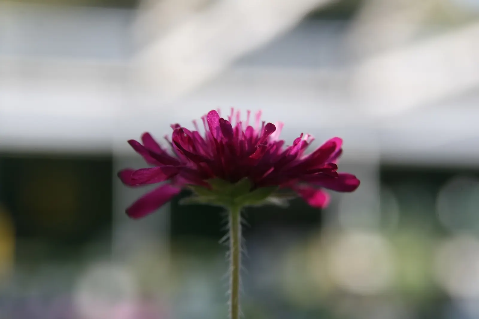 Crimson Scabious (Knautia Macedonica) — Regular deadheading can encourage further blooming and maintain plant vigor