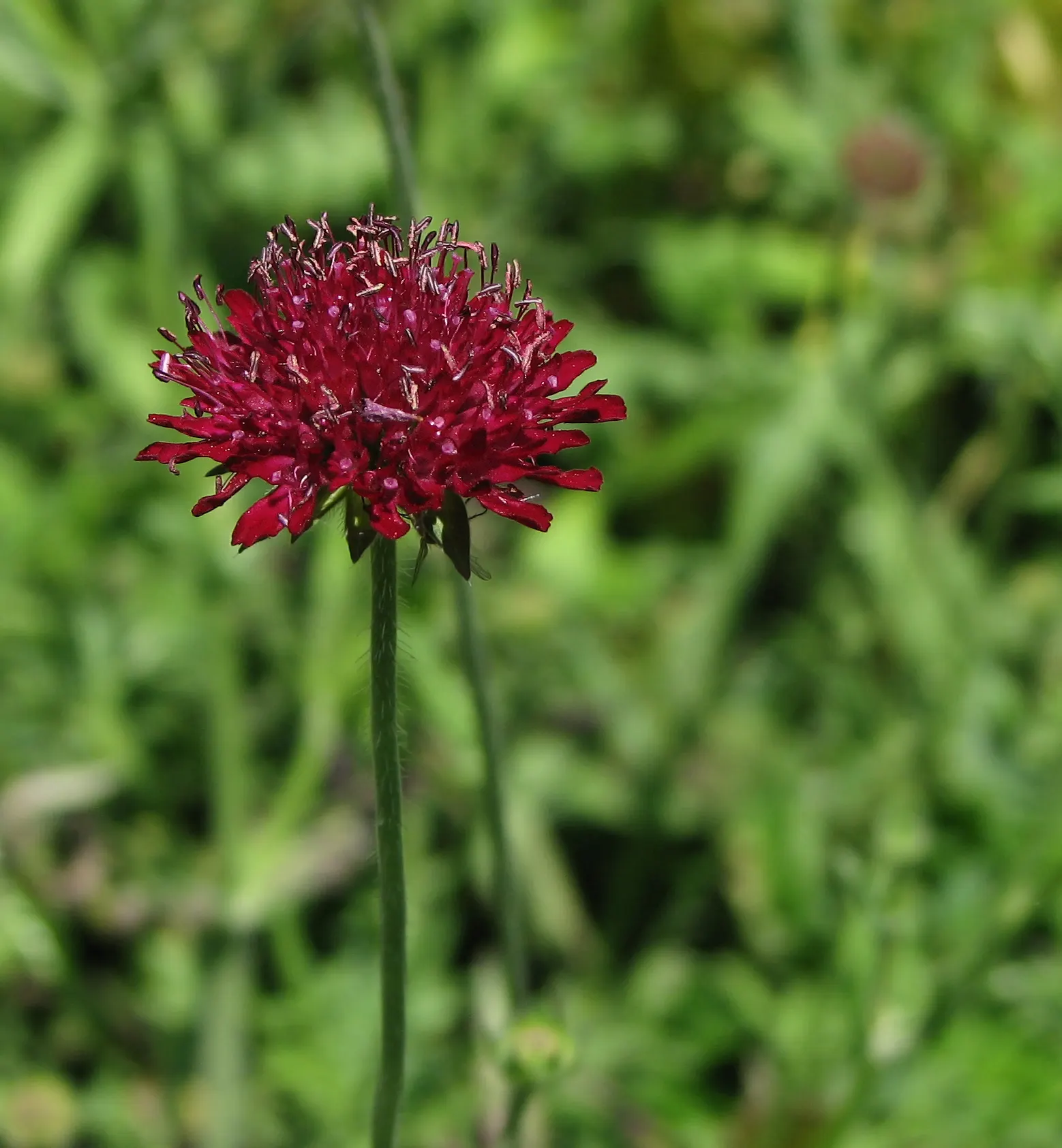 Crimson Scabious (Knautia Macedonica) — textured look that can bring movement and depth to any design