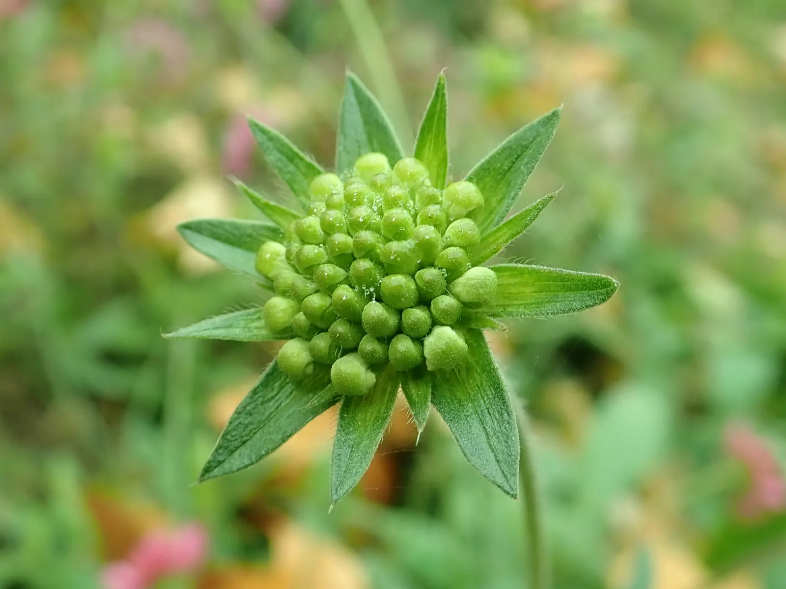 Crimson Scabious (Knautia Macedonica) — requiring full sun and well-drained soil