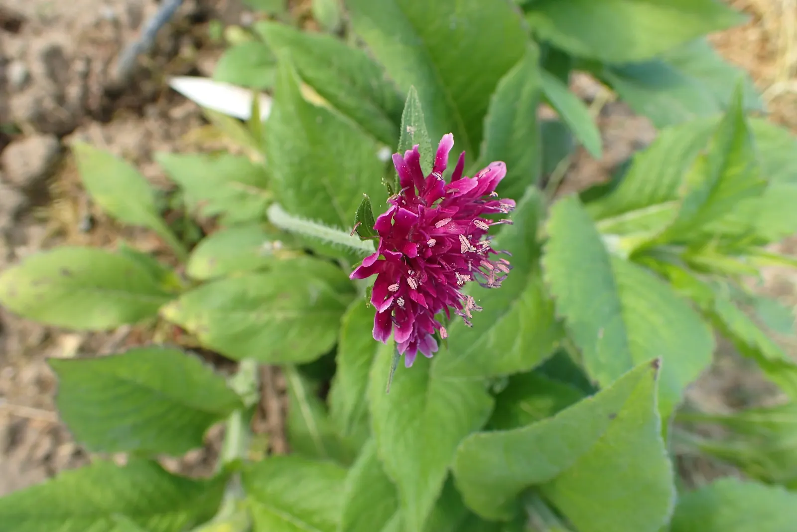Crimson Scabious (Knautia Macedonica) — red flowers in the garden