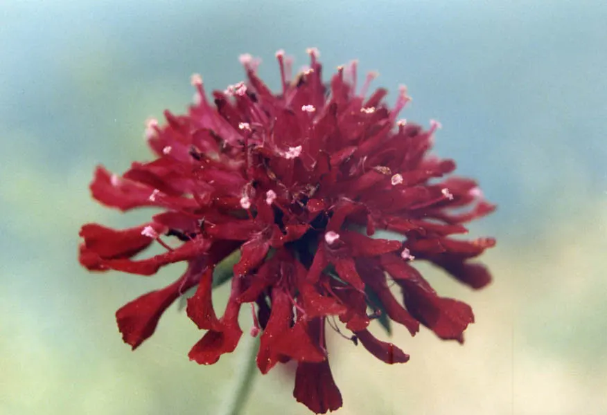 Crimson Scabious (Knautia Macedonica) — typically from early summer into the fall