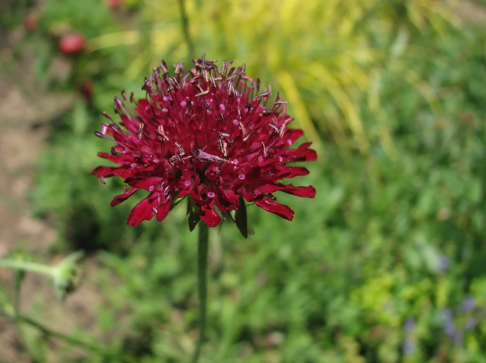 Crimson Scabious (Knautia Macedonica) — This plant is renowned for its prolonged blooming season