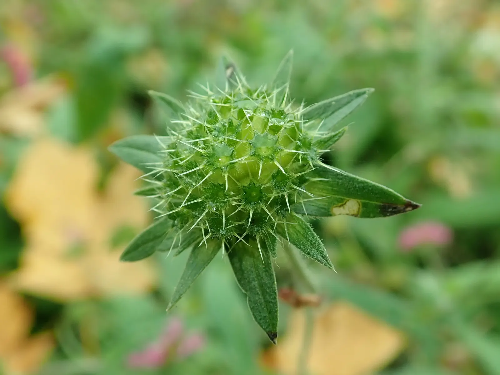 Crimson Scabious (Knautia Macedonica) — Requires minimal maintenance once established
