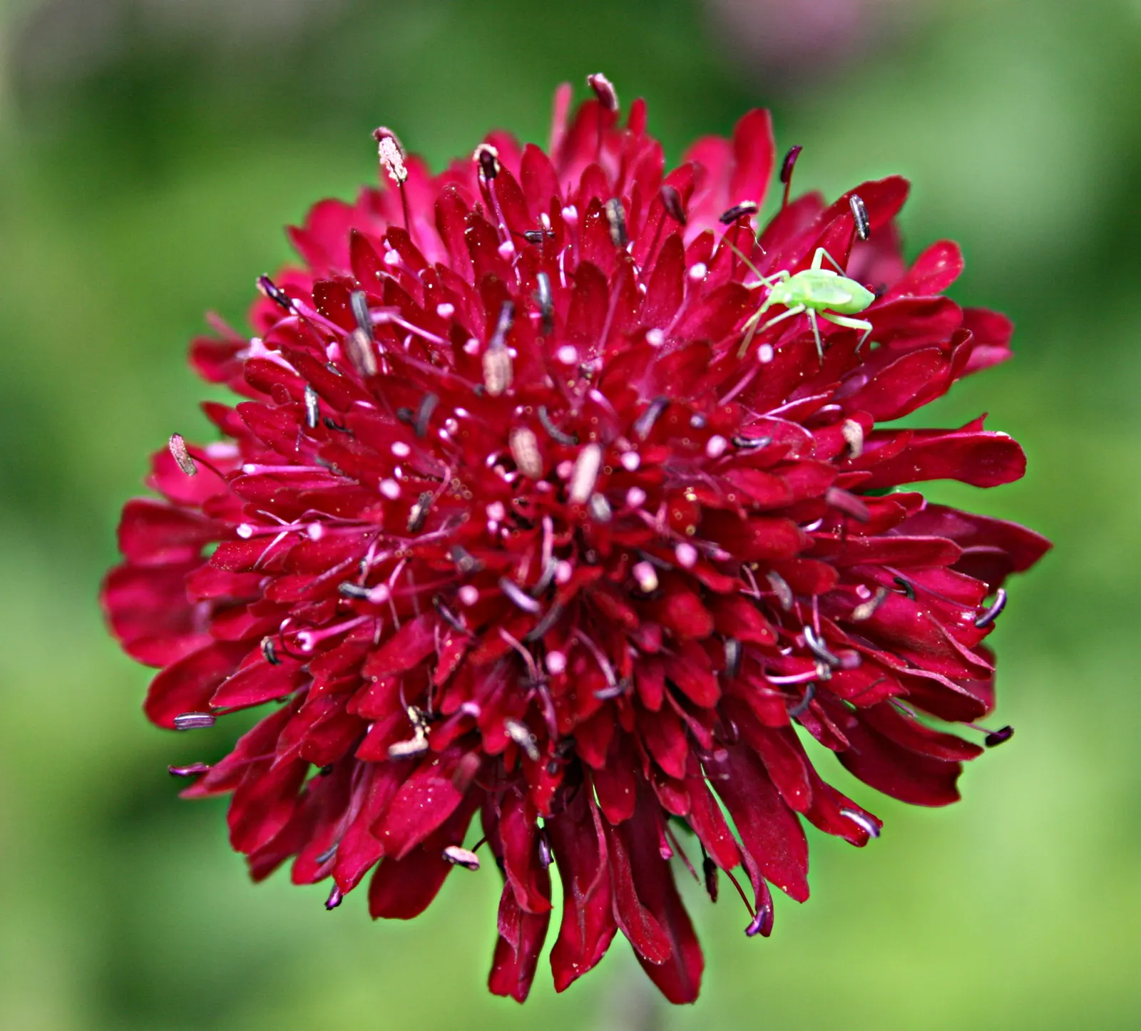 Crimson Scabious (Knautia Macedonica) — slender stems topped with pincushion-like flowers create an airy