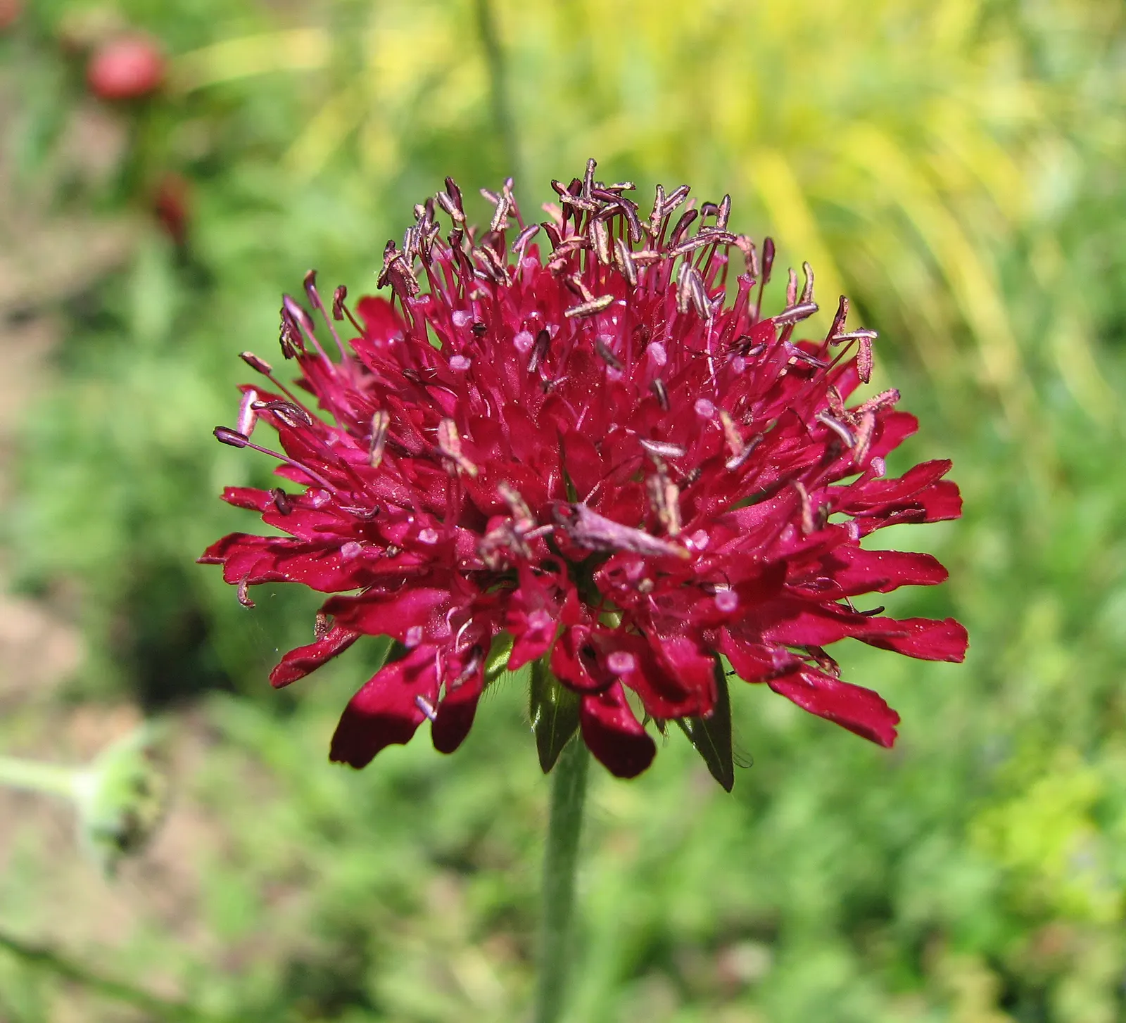 Crimson Scabious (Knautia Macedonica) — Their height allows them to sway gently in the breeze