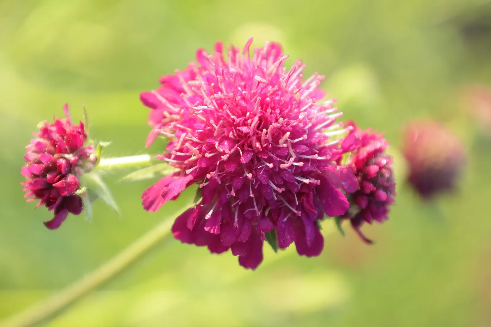 Crimson Scabious (Knautia Macedonica) — Knautia macedonica thrives in full sun to partial shade and prefers well-drained soil