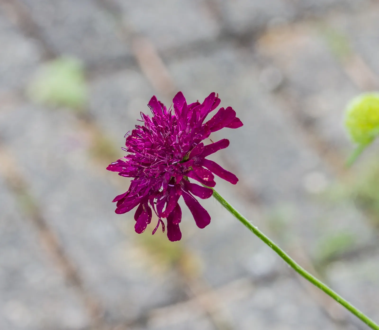 Crimson Scabious (Knautia Macedonica) — allow 15 to 18 inches between specimens to accommodate their mature size and promote good air circulation