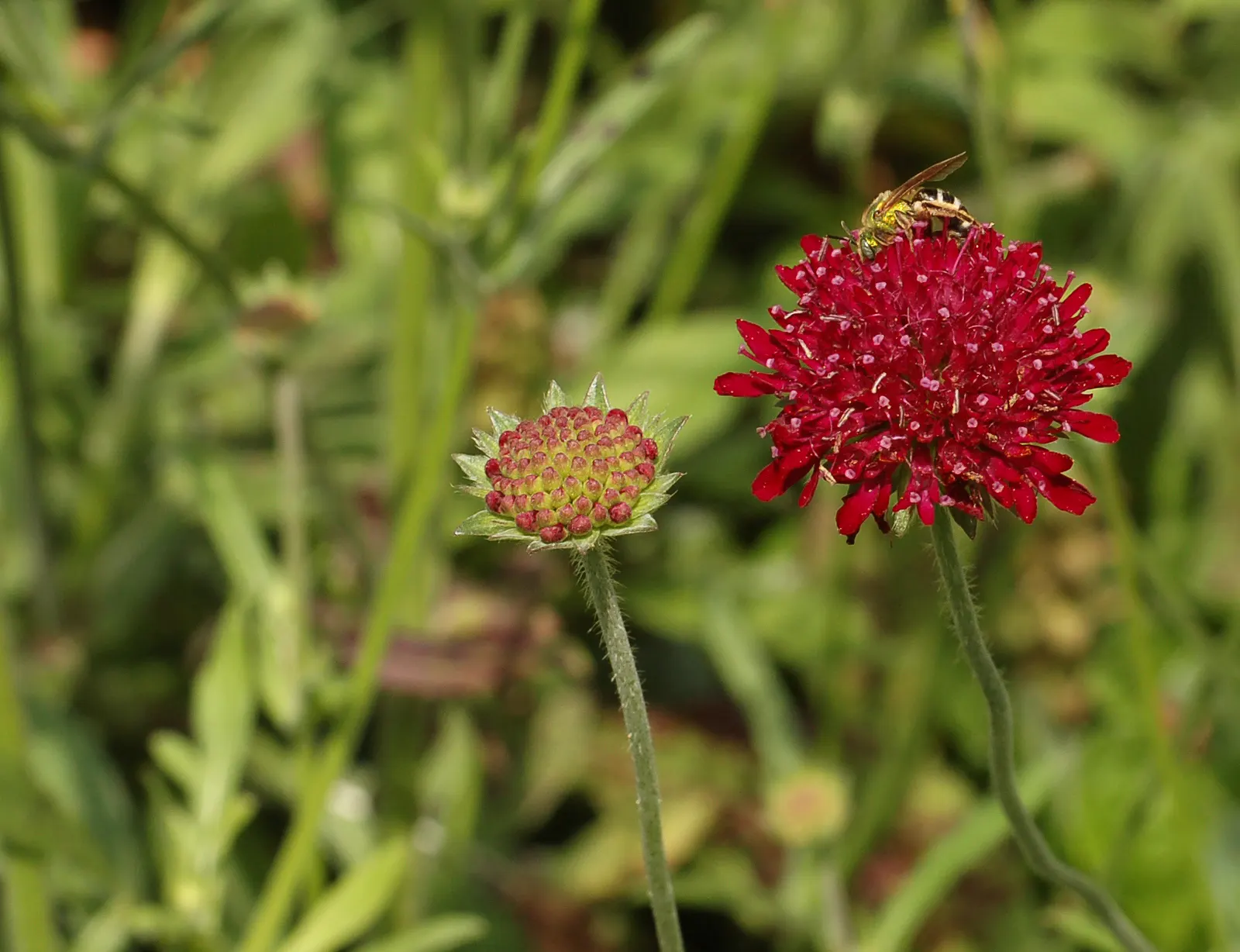 Crimson Scabious (Knautia Macedonica) — reaching 18-36 inches in height and spreading 12-18 inches wide