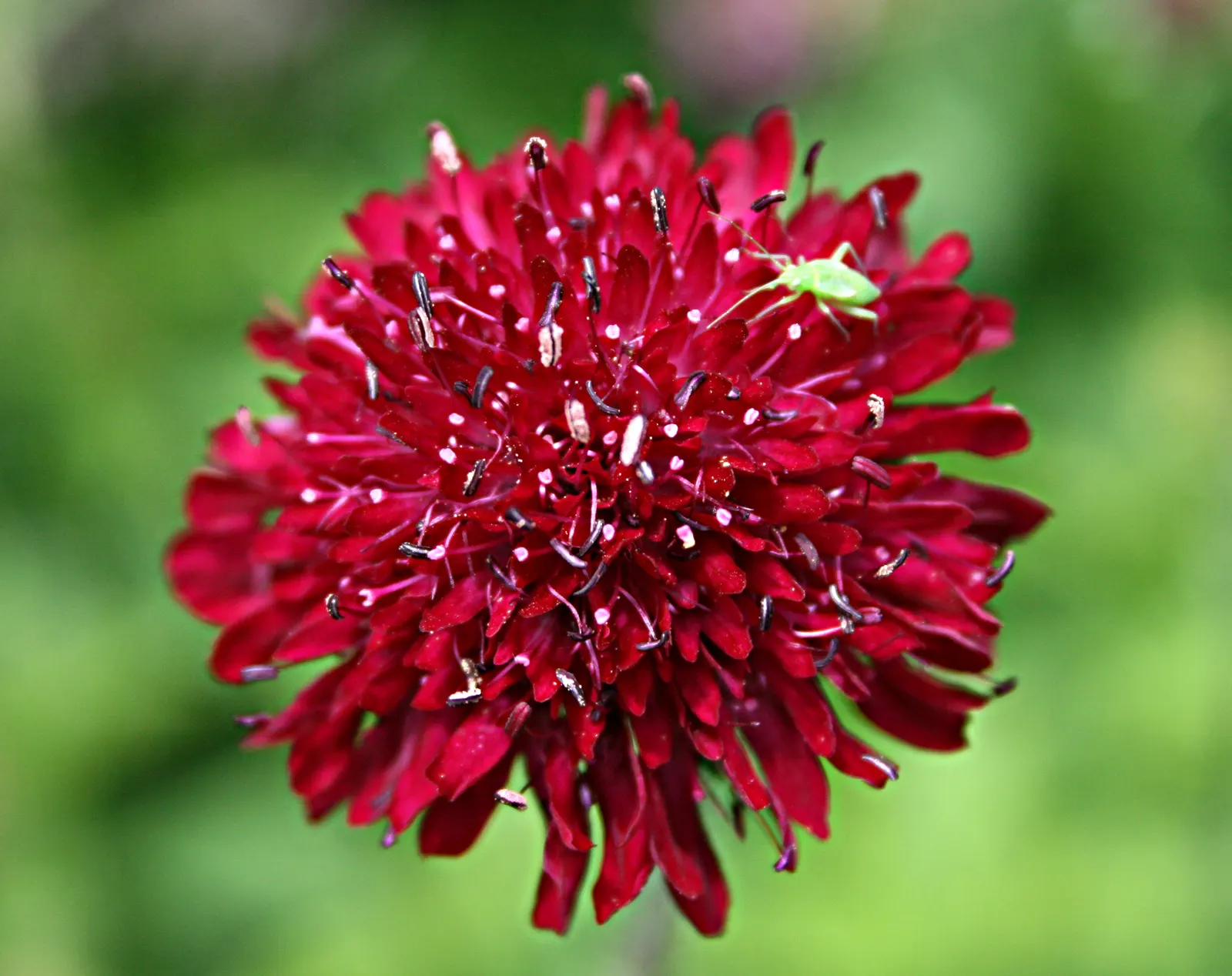 Crimson Scabious (Knautia Macedonica) — injecting life into the garden scape.<br><br>Ideal for USDA hardiness zones 5 through 9