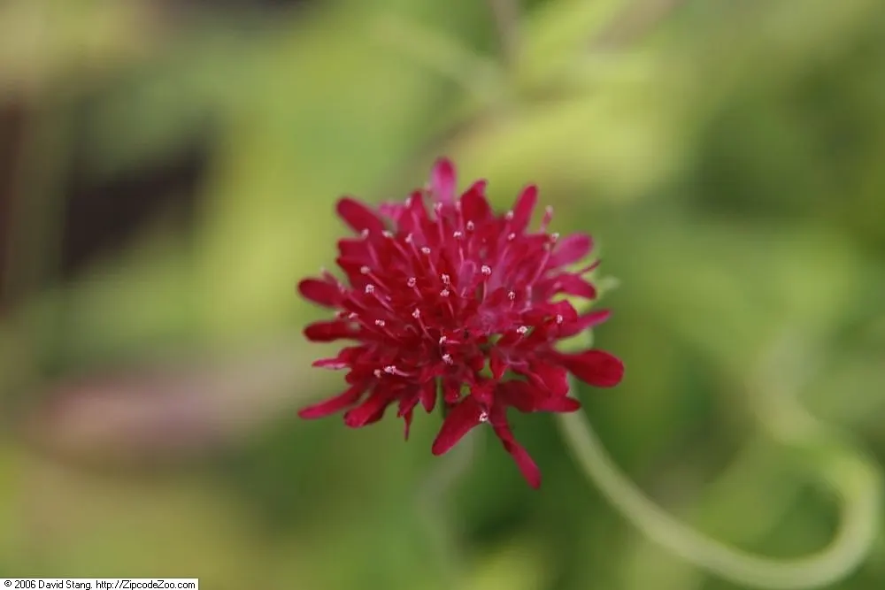 Crimson Scabious (Knautia Macedonica) — with more frequent hydration in extreme heat