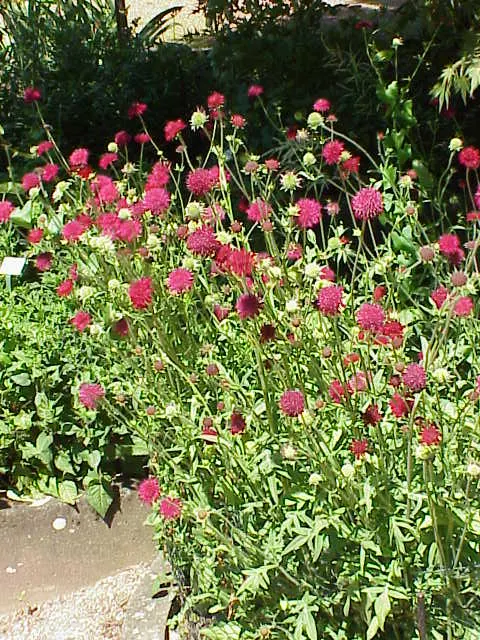 Crimson Scabious (Knautia Macedonica) — Blooming from early summer to fall